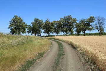 A dirt road surrounded by grass and trees
