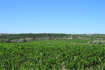 A field of grass