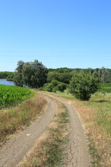 A dirt road with trees and grass