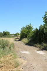 A dirt road with trees on either side of it