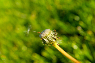 Dandelion's delicate last stand as seeds embark on a journey of new life