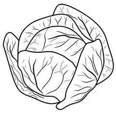 Coloring book for children. cabbage vector illustration. 