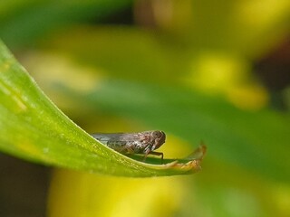 Macro shot of a small leafhopper (Cicadellidae) on a curved green leaf, showing its compact shape and sharp details. Ideal for biology, macro photography, or entomological studies.
