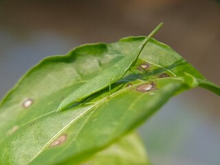 Close-up of a green conehead grasshopper (Atractomorpha crenulata) resting on a leaf. The insect...