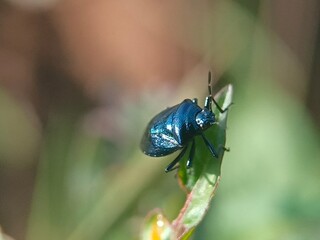Metallic blue beetle resting on a leaf, its glossy exoskeleton reflecting sunlight. Perfect for macro nature photography, entomological studies, and biodiversity content.
