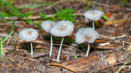 mushrooms in the forest