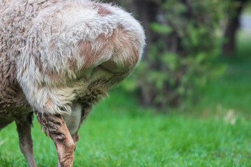 Rear view of a Broad fat-tailed male sheep against green grass background in Uzbekistan. Popular livestock in Central Asia. Focus on broad fat-tailed