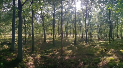 Fototapeta premium Panorama of a summer forest with sunlight streaming through trees