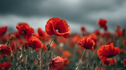 Obraz premium A vibrant field of blooming red poppies under a cloudy sky, natural landscape, colorful flowers in full bloom, serene outdoors, spring season, scenic view.
