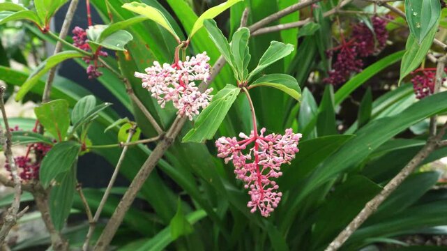 Pink and white flowers of Medinilla magnifica