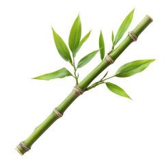 Green bamboo plant branch with vibrant leaves isolated on a transparent background, cutout PNG