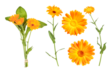 Marigold, which is often used as a medicinal plant to make ointment