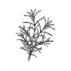 Naklejka premium Rosemary bouquet vector illustration painted by black inks. Mediterranean seasoning aromatic fresh lavender herbs etching drawing. Fragrant plant for spa products, cooking blogs, wedding decor