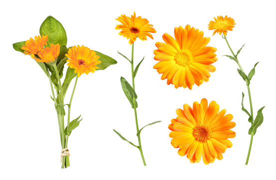 Marigold, which is often used as a medicinal plant to make ointment
