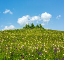 Summer Wildflower Meadow under Blue Sky with Clouds. Vibrant summer wildflower meadow under a...