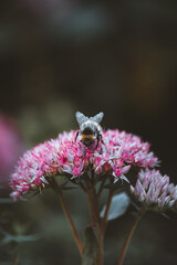 bee on pink flower