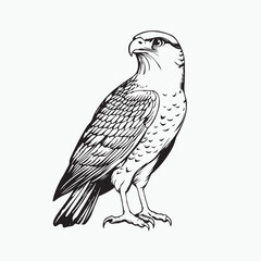 eagle on a white background