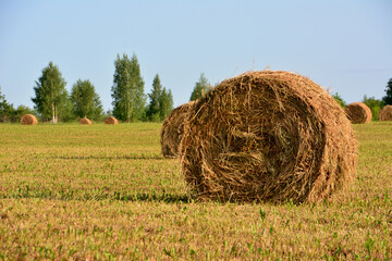 Hay bales in a golden field under a bright blue sky copy space