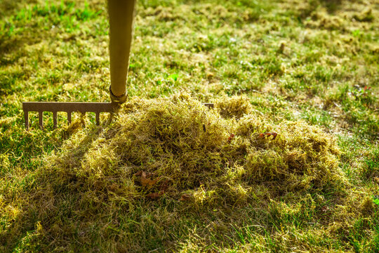 Cleaning up the grass with a rake. Aerating and scarifying the lawn in the garden. Improving the quality of the lawn by removing old grass and moss.
