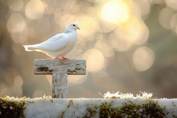 A white dove rests peacefully on a weathered wooden cross, bathed in the warm glow of the setting sun.