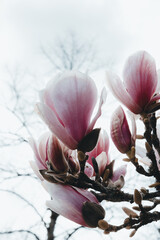 pink magnolia flowers