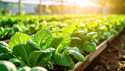 Green Lettuce Farm with Organic Farming, and Sunlight.
