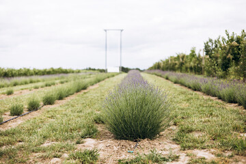 Lavender bush close-up in blooming field, aromatic purple flowers in summer.