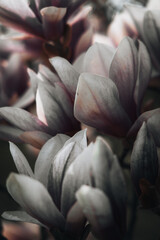 close up of a magnolia