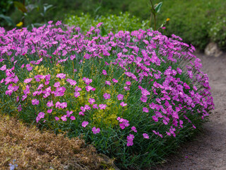 Dianthus plumarius ( Latin- Dianthus plumarius ) is a small herbaceous plant native to Eurasia, a...