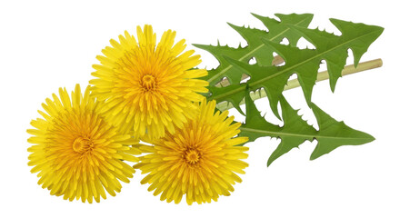 Isolated Dandelion Flowers with Leaves