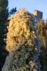 Tall plant covered in fluffy, cotton-like fibers likely from Clematis vitalba, also known as old man's beard.