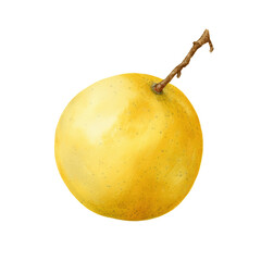 Botanical watercolor fresh marula transparent background