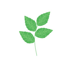 Mint leaf illustration. Hand drawn mint leaf illustration. Herbal leaf illustration. Flat design Green mint leaf illustration. Mint leaf illustration with branches