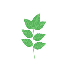 Mint leaf illustration. Hand drawn mint leaf illustration. Herbal leaf illustration. Flat design Green mint leaf illustration. Mint leaf illustration with branches