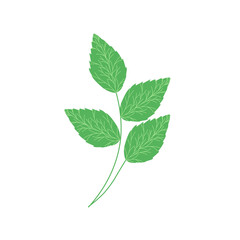 Obraz premium Mint leaf illustration. Hand drawn mint leaf illustration. Herbal leaf illustration. Flat design Green mint leaf illustration. Mint leaf illustration with branches