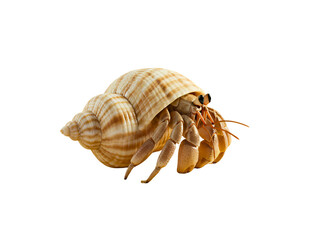 Close up of a hermit crab peeking out of its shell isolated on transparent background