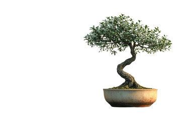 A bonsai tree, meticulously pruned and shaped, sits in a simple pot against a muted transparent background. background removed
