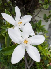 white orchid flower
