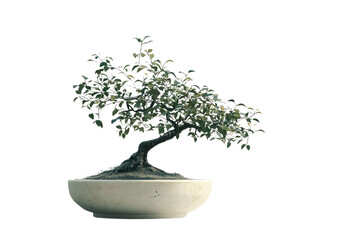 A miniature bonsai tree in a simple, light-colored pot, showcasing its elegant, miniature form. background removed