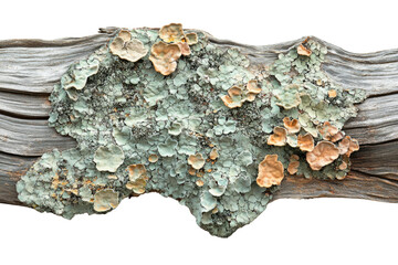 A close-up shot of lichen growing on weathered wood, showcasing its intricate texture and color variations. background removed