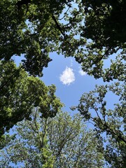 trees in the sky
