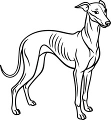 Whippet Dog Vector Illustration Isolated on a White Background in Side View, Whippet Dog Clipart, Elegant Whippet Vector, Slim Dog Breed Drawing

