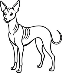 Xoloitzcuintli Standing Vector Illustration of Rare Mexican Hairless Dog Isolated, Xoloitzcuintli Dog Vector, Standing Hairless Dog Clipart, Mexican Dog Breed Illustration