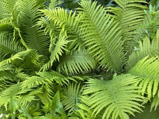 Lush green ferns growing densely in garden. Natural pattern of fern leaves in closeup view....
