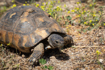 Wild tortoise with a damaged carapace, surviving in Greece's harsh stony terrain