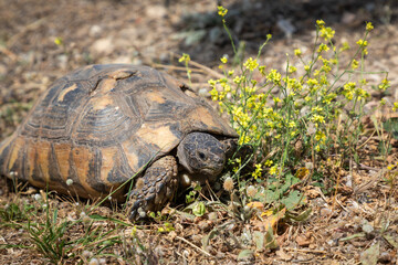 Wild tortoise with a damaged carapace, surviving in Greece's harsh stony terrain