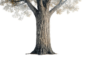 A large tree trunk with branches and leaves, isolated on a transparent background. background removed