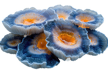 A cluster of vibrant blue and orange mushrooms, detailed texture, transparent background. background removed