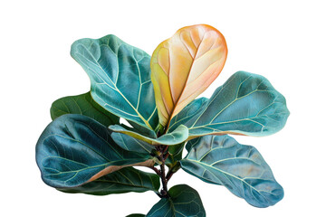 Close-up of a Ficus Lyrata plant with vibrant, textured leaves showcasing its unique beauty. background removed