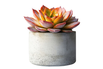 A vibrant Echeveria succulent in a minimalist concrete pot, showcasing its beautiful reddish-orange hues. background removed